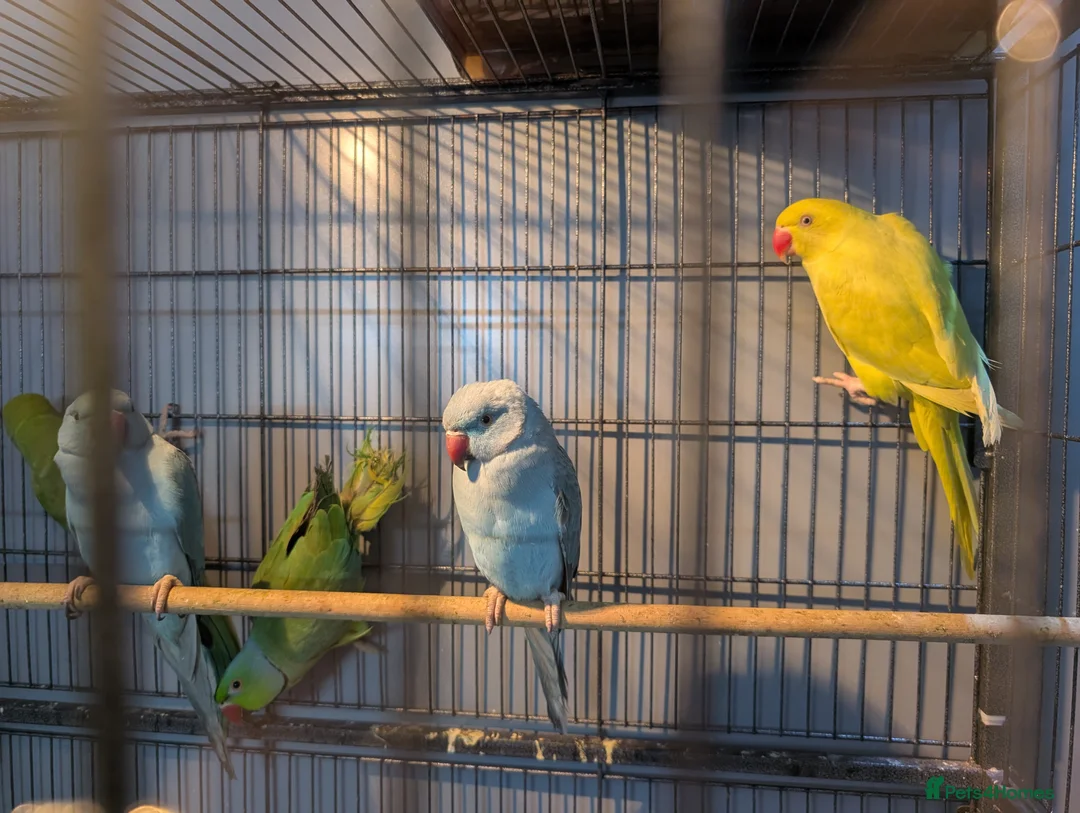 Ringnecks birds for sale: Indian Ringnecks Yellow and Green in Greenford - Advert 2