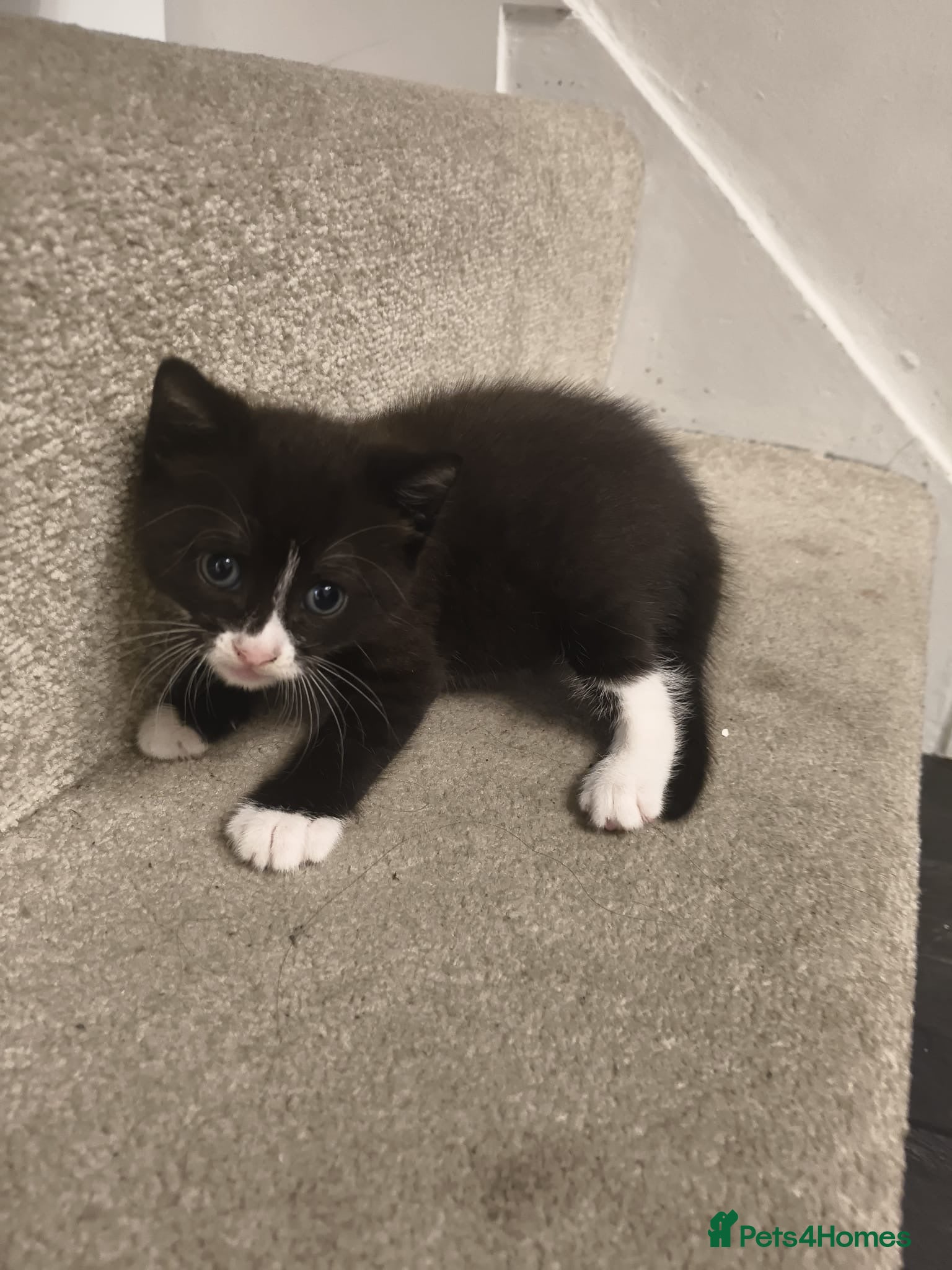Mixed Breed Kitten 1