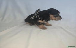 Doxiepoo dogs for sale: Adorable PRA clear daxipoos hypoallergenic  - Image 8