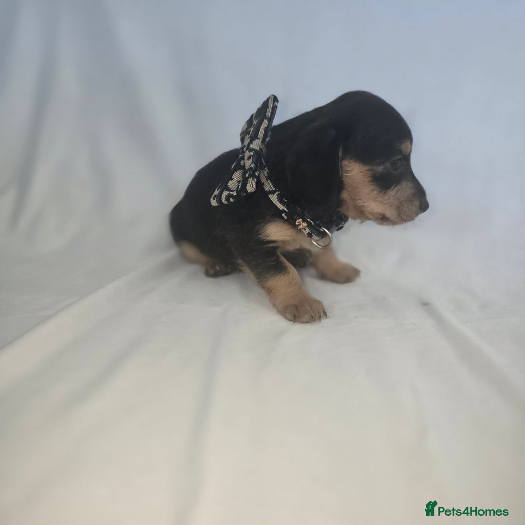 Doxiepoo dogs for sale: Adorable PRA clear daxipoos hypoallergenic  - Image 8