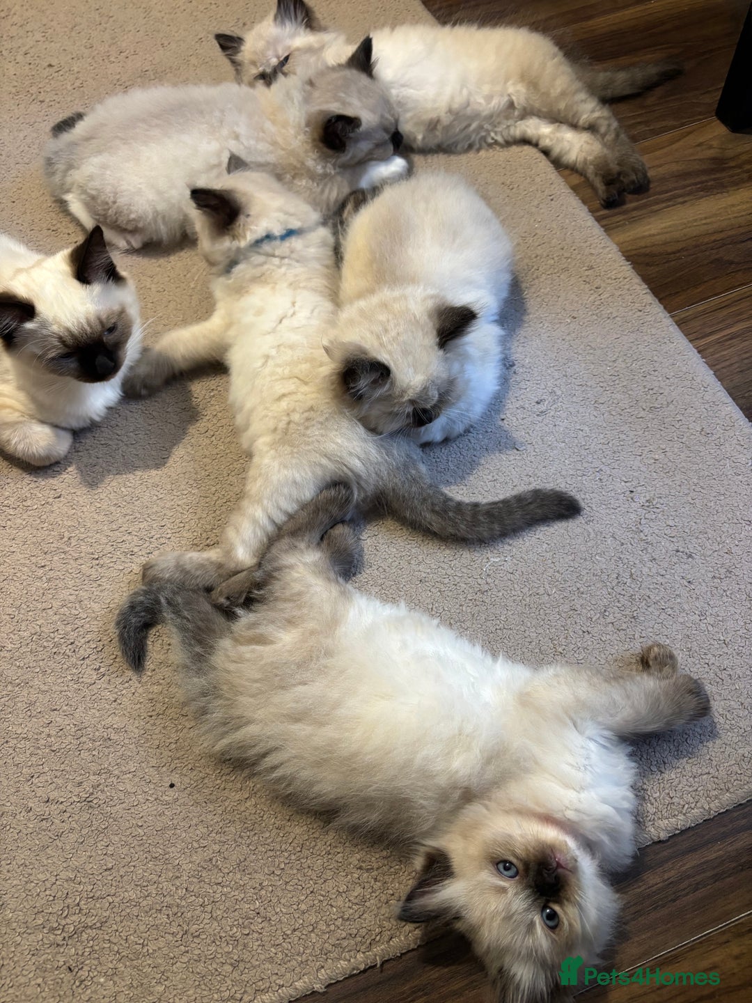 Ragdoll cats for sale: Pure Fluffy Ragdoll kittens - Image 19