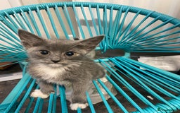Domestic Shorthair cats for sale: Beautiful grey kittens - Image 16