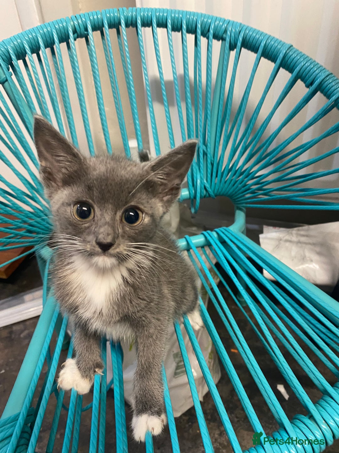 Domestic Shorthair cats for sale: Beautiful grey kittens - Image 16