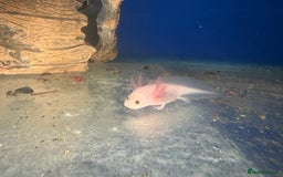 Axolotl reptiles for sale: Adorable Axolotls  - Image 9