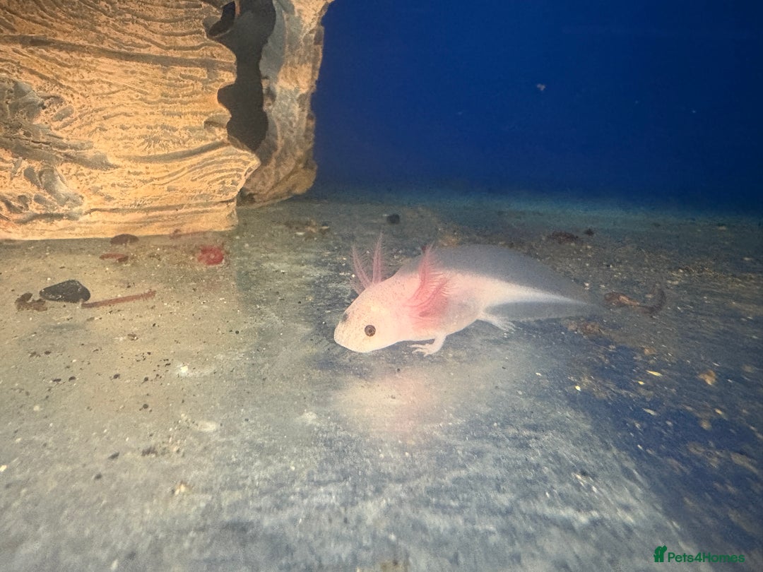 Axolotl reptiles for sale: Adorable Axolotls  - Image 9