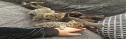 British Shorthair cats for sale: Lovely kittens - Advert 25
