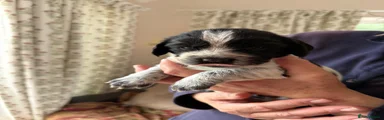 Cocker Spaniel 8