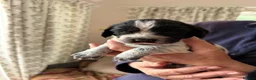 Cocker Spaniel dogs for sale: 2 Blue roan bitches available - Advert 6