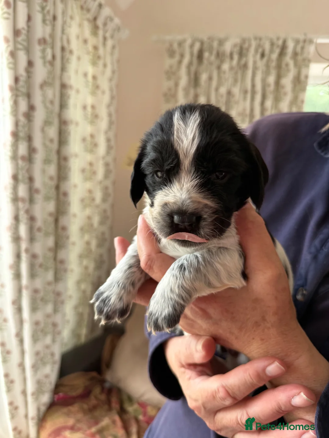 Cocker Spaniel dogs for sale: 2 Blue roan bitches available - Advert 6