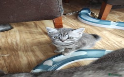 British Shorthair cats for sale: Pedigree British Shorthair kittens - Image 17