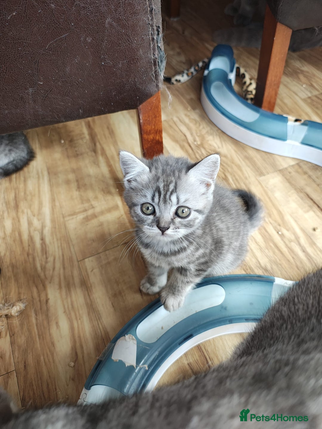 British Shorthair cats for sale: Pedigree British Shorthair kittens - Image 17