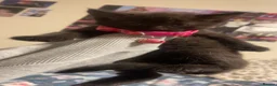 Mixed Breed cats for sale: 4 beautiful black kittens for sale!!! - Advert 12