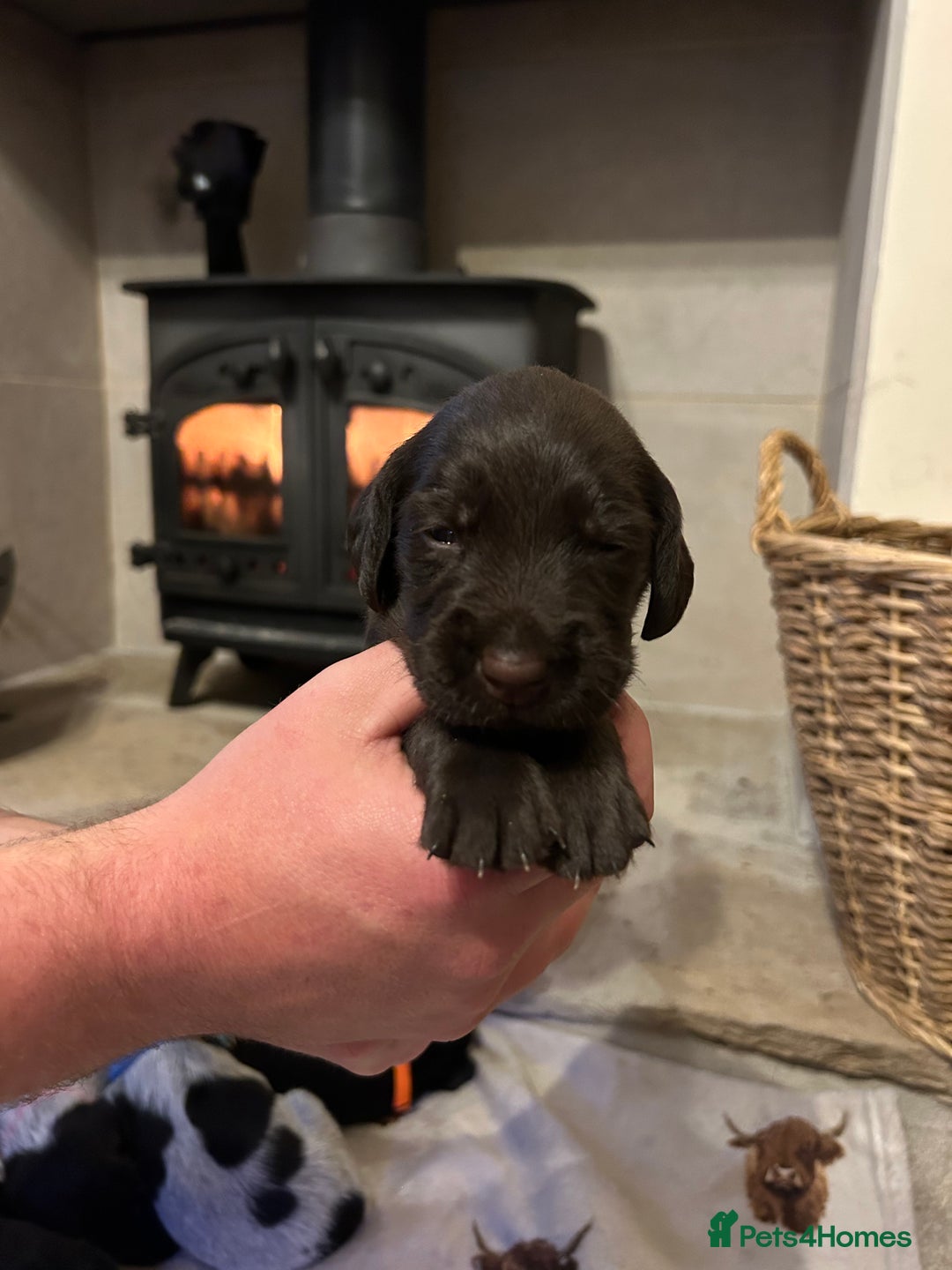 Mixed Breed dogs for sale: German wirehaired pointer x German wirehaired/Lab - Image 18