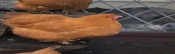 Chickens poultry for sale: Orpington Pullets and Cockerels Various Ages  - Advert 13