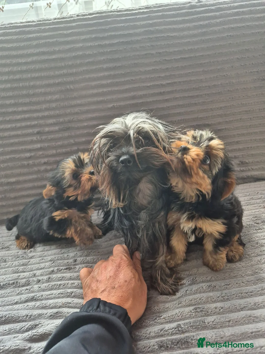 Yorkshire Terrier dogs for sale: Two female Yorkshire terrier dogs for sale  - Advert 4
