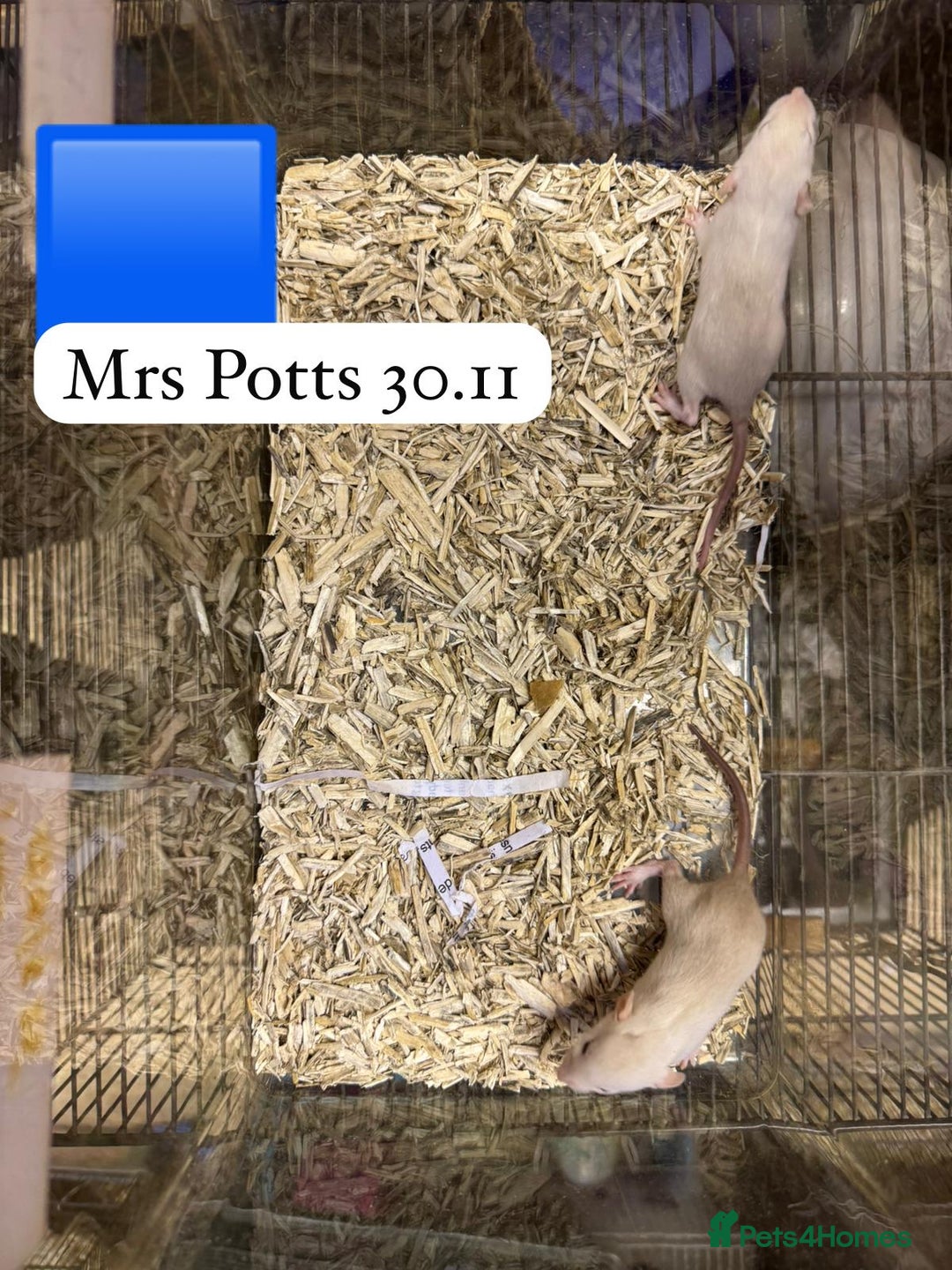 Rat rodents for sale: Baby full size and dwarf rats ready now /January - Advert 21