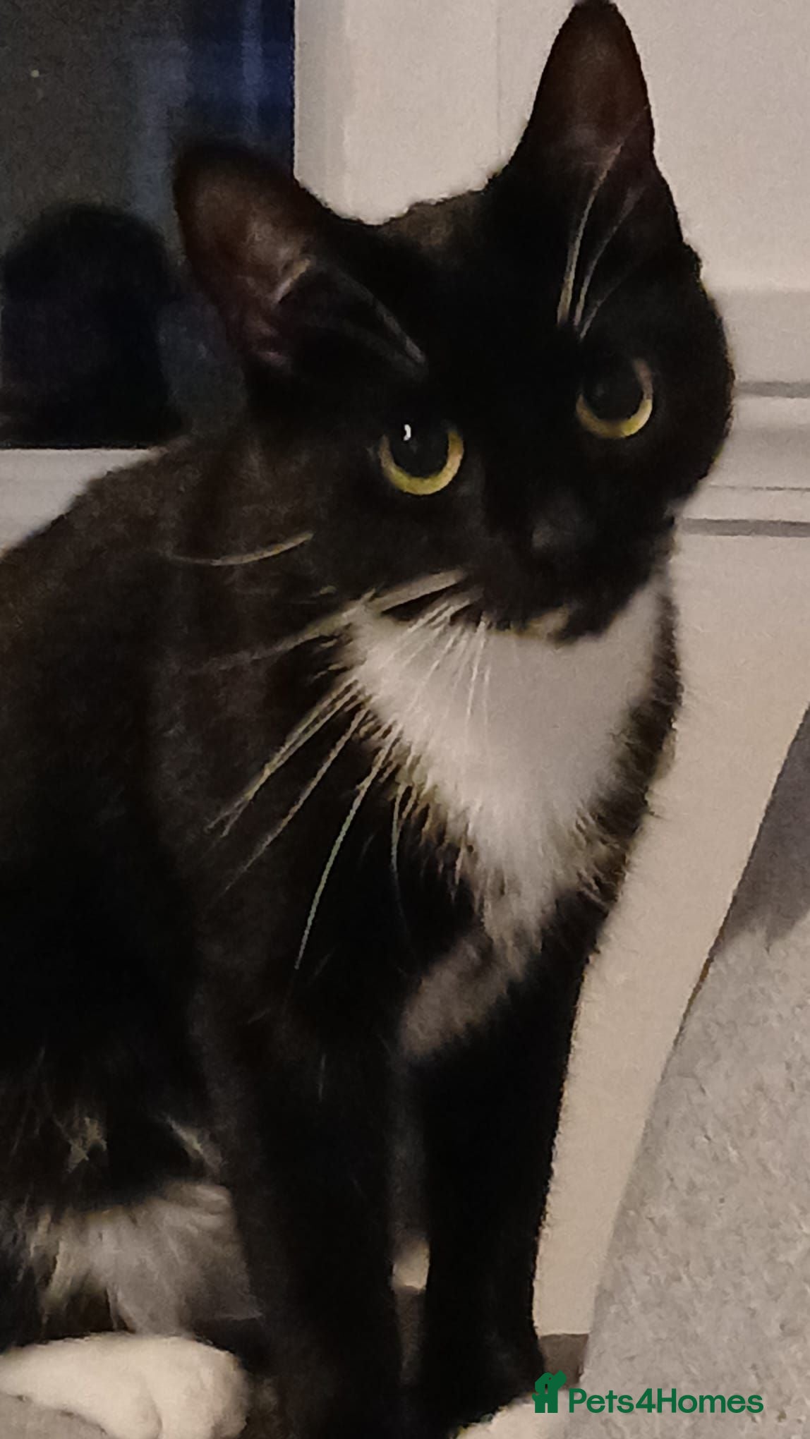 Domestic Shorthair cats 2 year old female cat - Advert 1