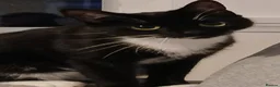 Domestic Shorthair cats for sale: 2 year old female cat in Preston - Advert 1