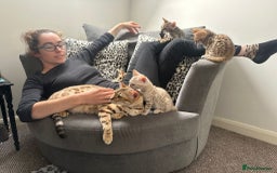 Bengal cats for sale: Outstanding kittens from Show parents. - Image 10