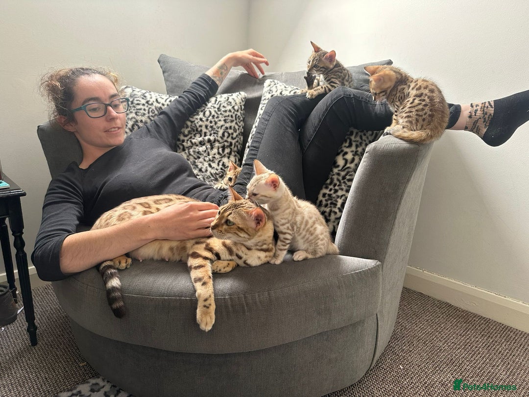 Bengal cats for sale: Outstanding kittens from Show parents. - Image 10