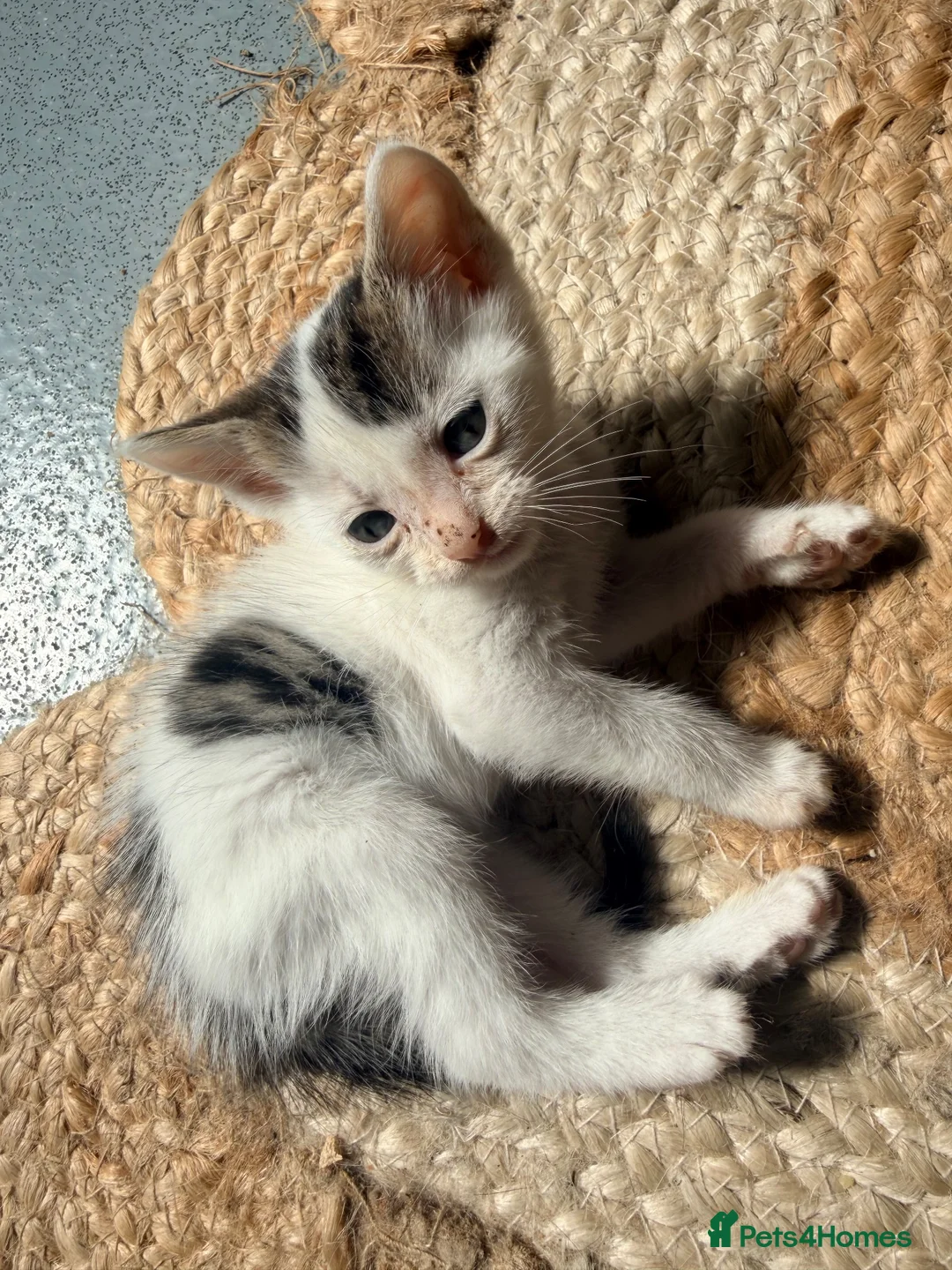 Mixed Breed cats for sale: Litter of 6 babies ready end of August - Advert 2
