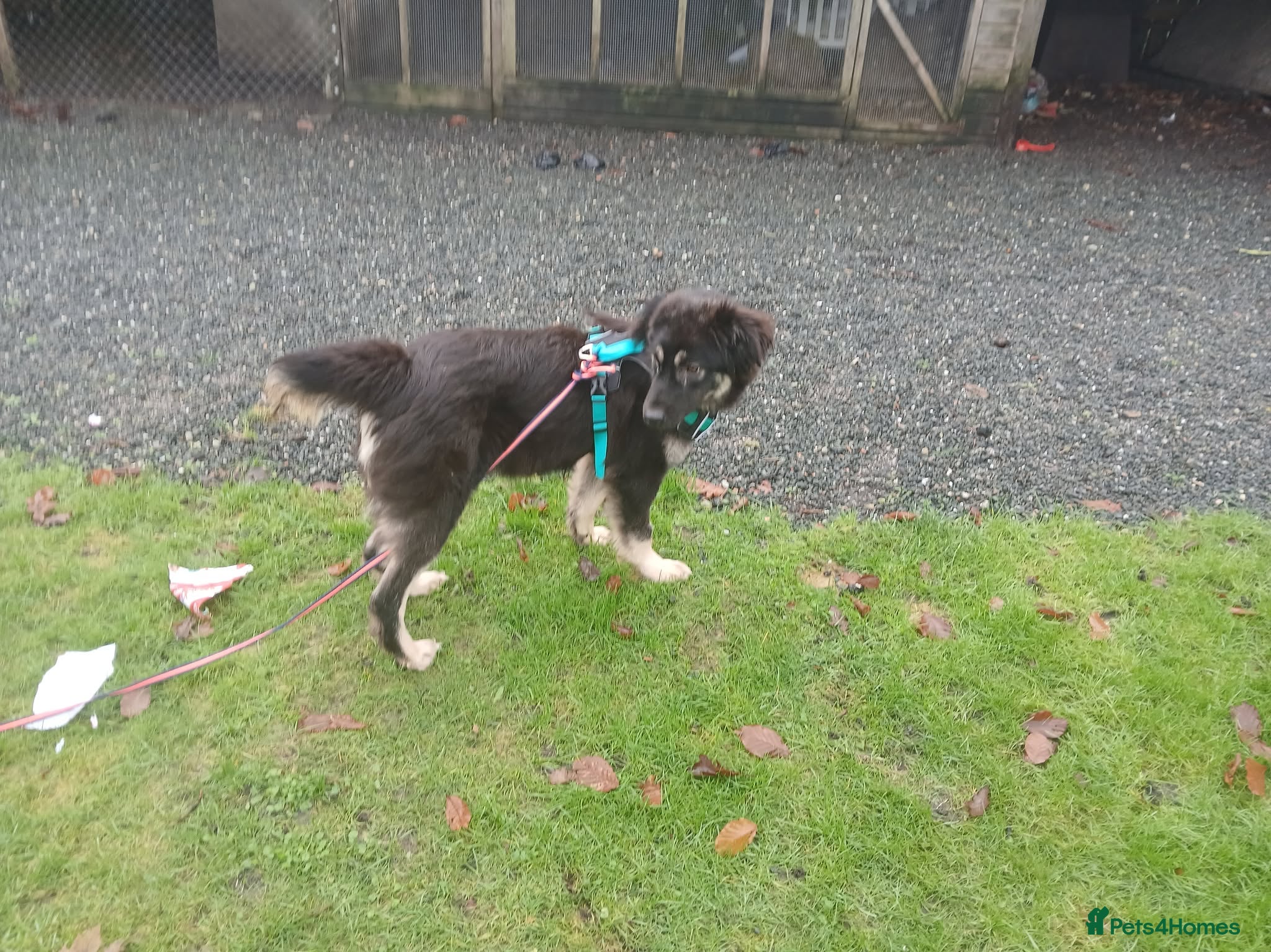Mixed Breed dogs Optimistic Orsin - Advert 24