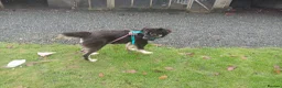 Mixed Breed dogs for adoption: Optimistic Orsin - Advert 3