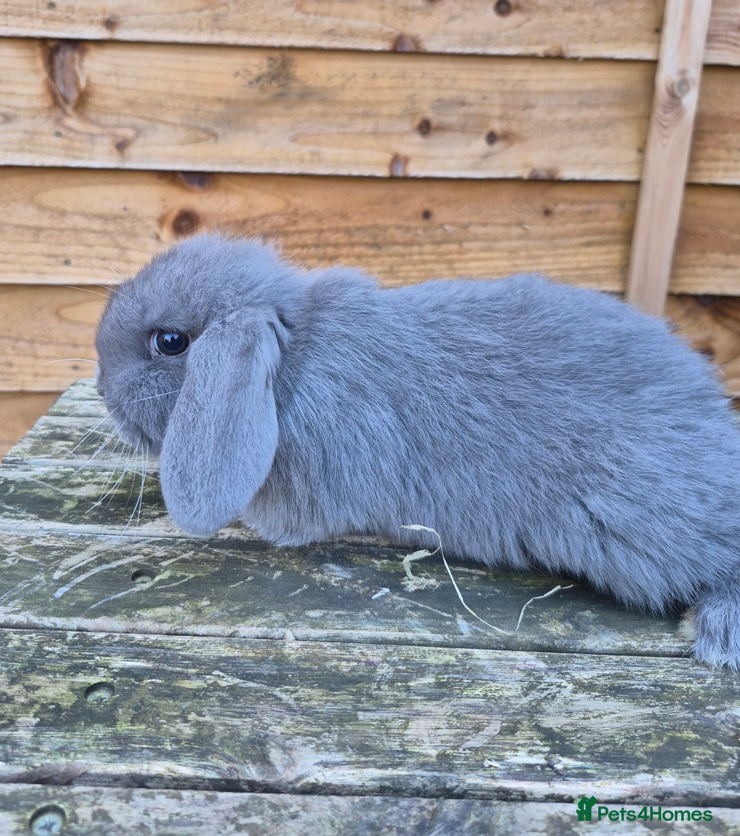 Mini Lop rabbits for sale: Mini lop babies - Advert 3