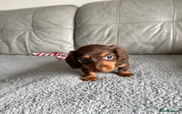 Dachshund dogs for sale: LONGHAIRED MINIATURE DACHSHUND READY NOW - Image 16