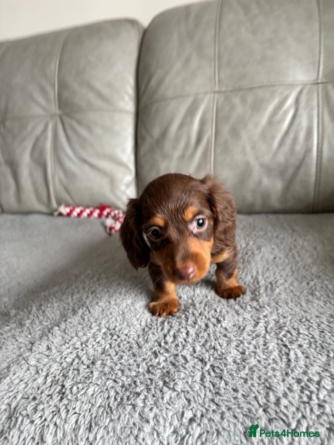 Dachshund dogs for sale: LONGHAIRED MINIATURE DACHSHUND READY NOW - Image 16