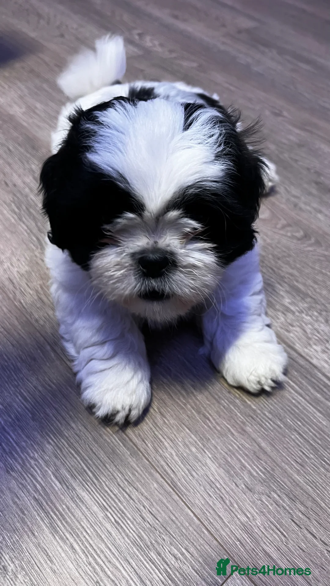 Shih Tzu dogs for sale: 3 playful puppies  - Advert 14