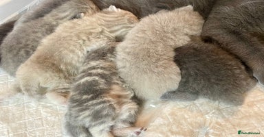 British Shorthair cats - Advert 9
