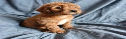 Cavapoo dogs for sale: Cavapoo puppies  - Advert 4