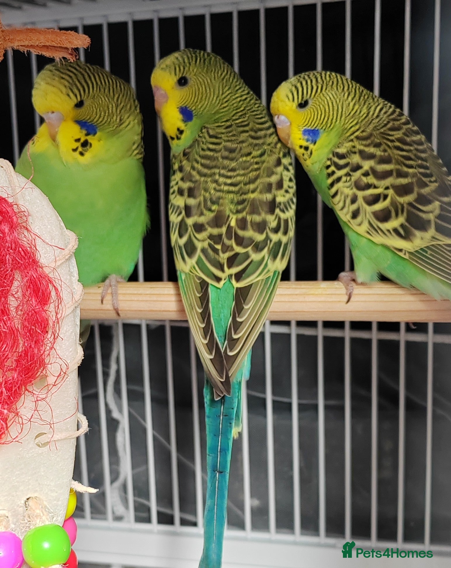 Budgerigars birds Beautiful Baby Budgies available  - Advert 1
