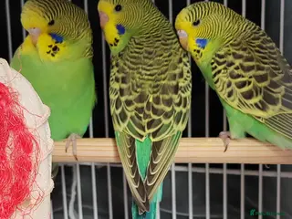 Budgerigars birds Beautiful Baby Budgies available - Advert 1