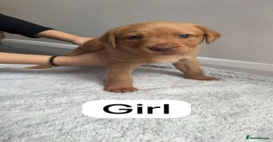 Labrador Retriever dogs - Advert 3