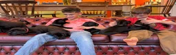 Labrador Retriever dogs for sale: Black Labradors: Raised in our loving family home - Advert 9