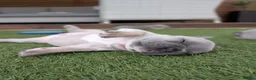 French Bulldog dogs for sale: French bulldog puppies  - Advert 16
