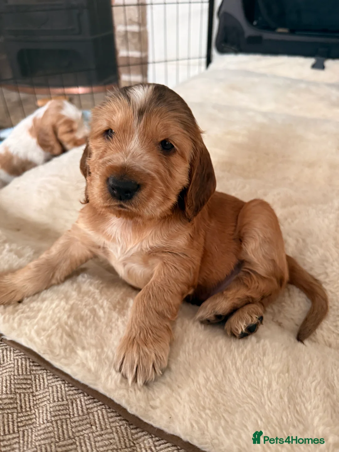 Cocker Spaniel dogs for sale: 5 Stunning Show Cocker Spaniel Pups  - Advert 10