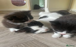 Mixed Breed cats for sale: Three long hair one short tuxedo kittens - Image 16
