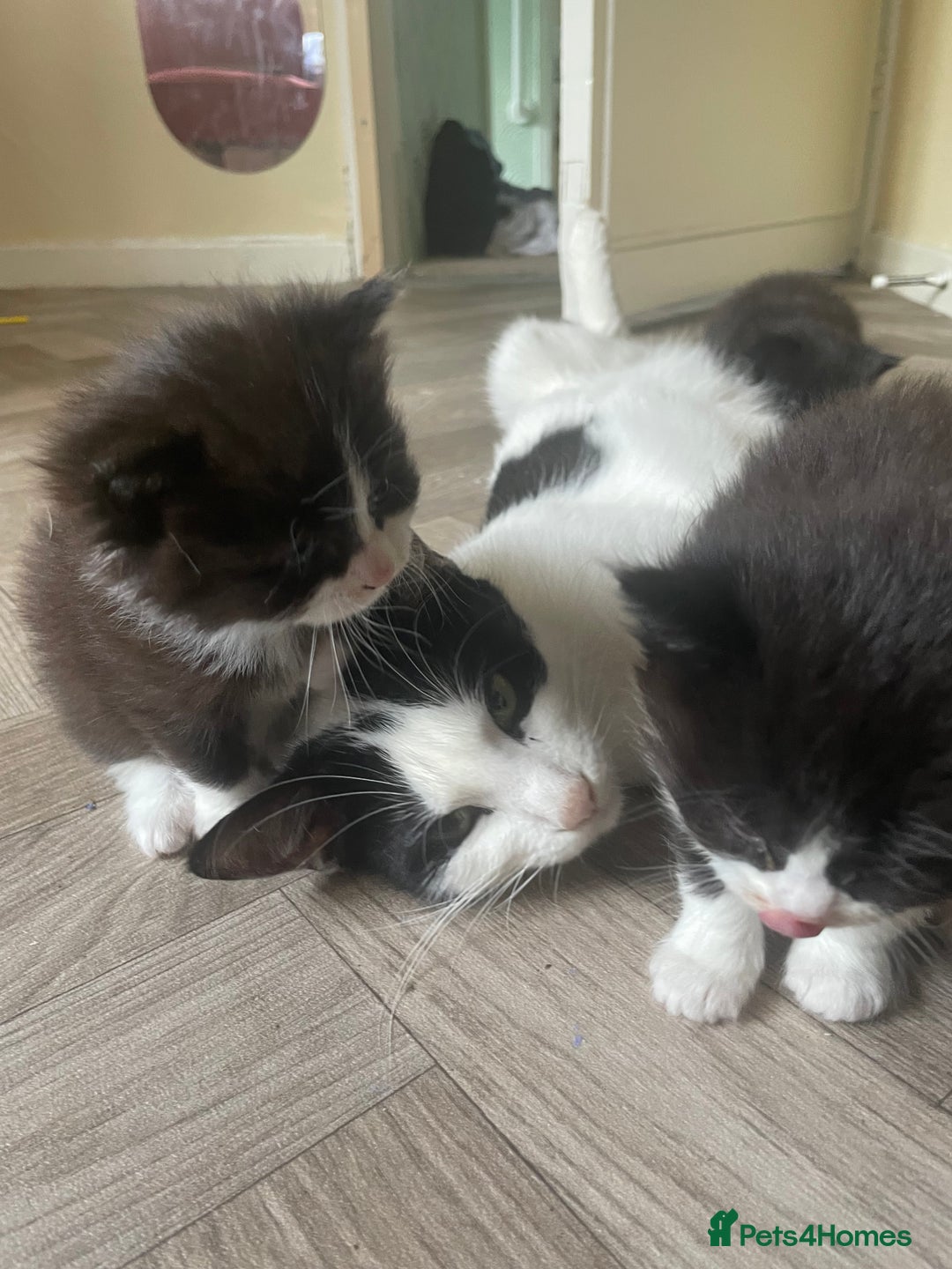 Mixed Breed cats for sale: Three long hair one short tuxedo kittens - Image 16