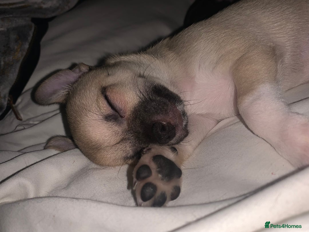 Chihuahua dogs for sale: ❤️ Last little boy ready for his forever home ❤️ - Advert 5