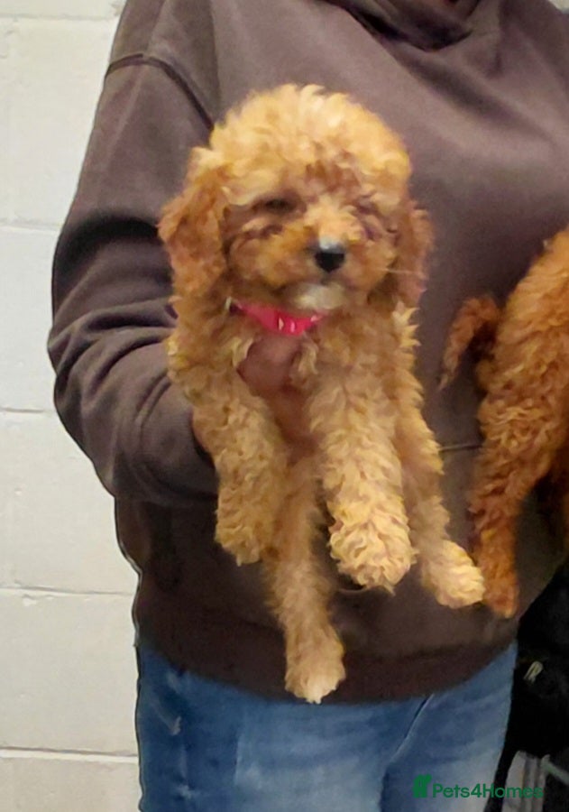 Cavapoo dogs F2 cavapoo puppies  - Advert 2