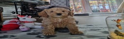 Miniature Poodle dogs for sale: Championline Miniature Poodle exceptional puppy. - Advert 1