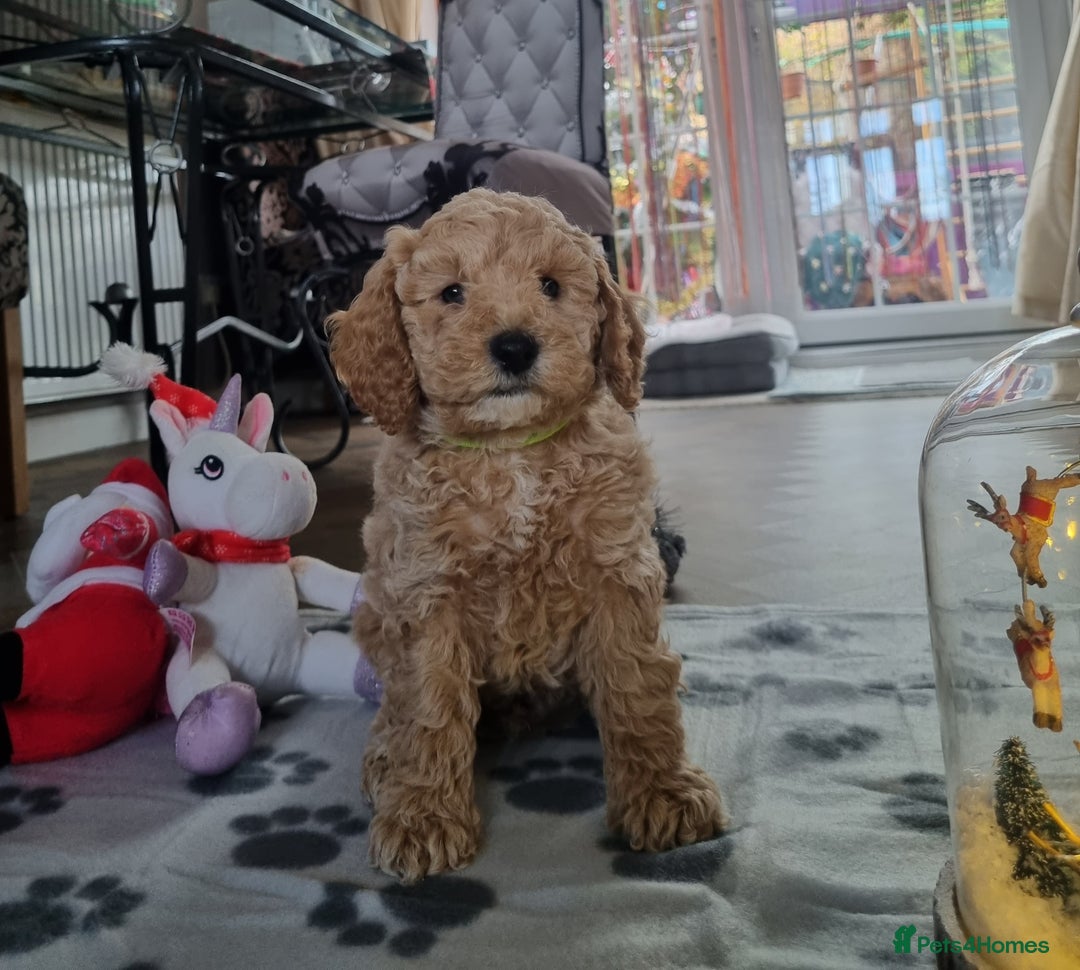 Miniature Poodle dogs for sale: Championline Miniature Poodle exceptional puppy. - Advert 1