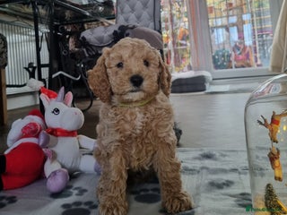 Miniature Poodle dogs Championline Miniature Poodle exceptional puppy. - Advert 4