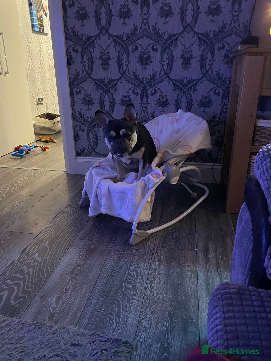 French Bulldog dogs for sale: 18 months old Black and tanned French bulldog  in Dunstable - Advert 6