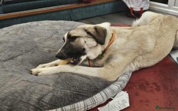 Mixed Breed dogs for adoption: Sadie – 10 months old, Female, Mixed Breed Pup - Advert 5