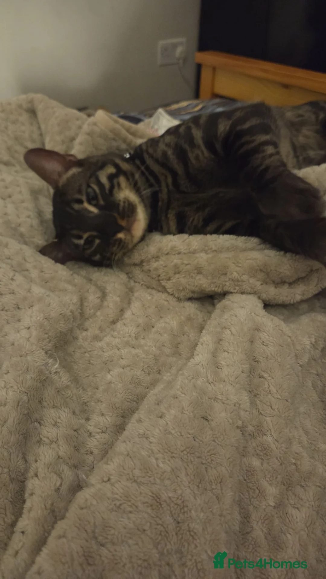 Bengal cats for sale: Charcoal Tica Bengal - Advert 2