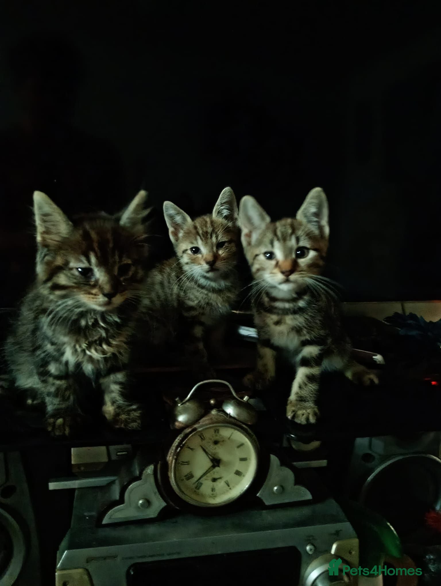 Domestic Shorthair cats Cat o' Fam ♥️ 💖 💓  - Advert 7